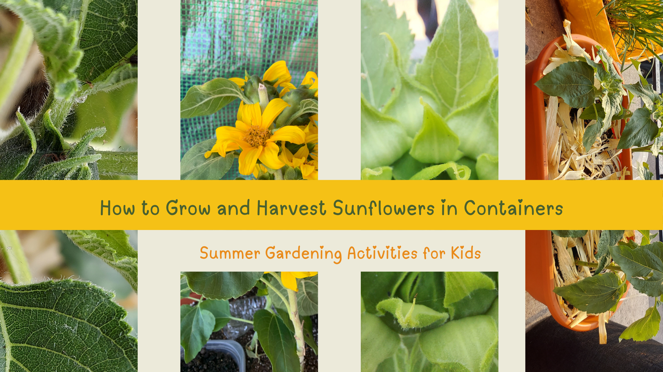 How to Grow and Harvest Sunflowers in Containers