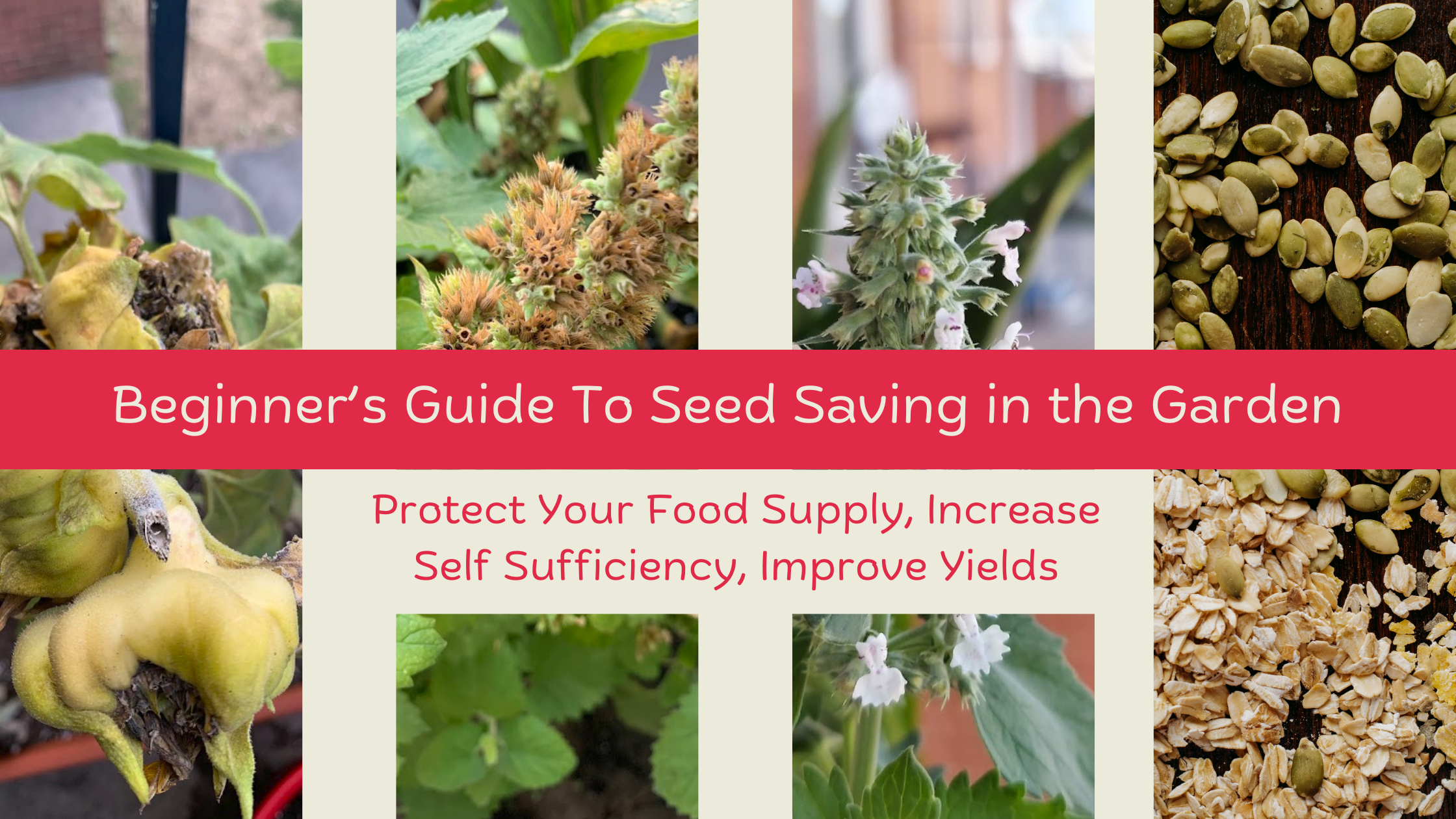 Why You Should Save Seeds in the Garden