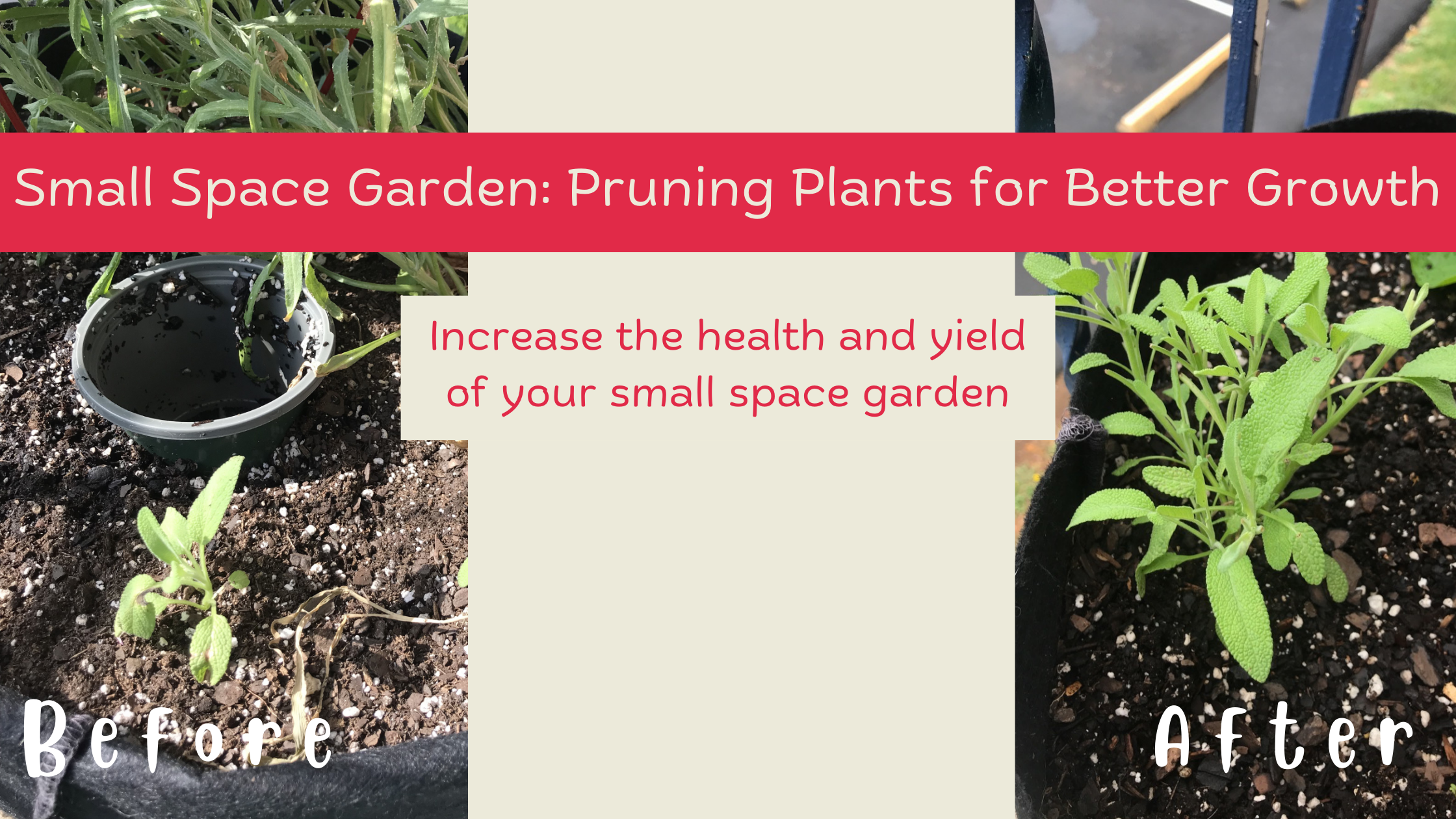 Pruning plants for better growth